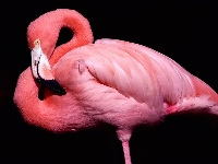 Flamingo_0.jpg